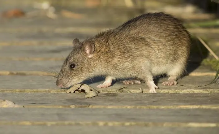 Technicien dératiseur inspectant les traces de rats dans le galetas d'une maison créole en Guadeloupe