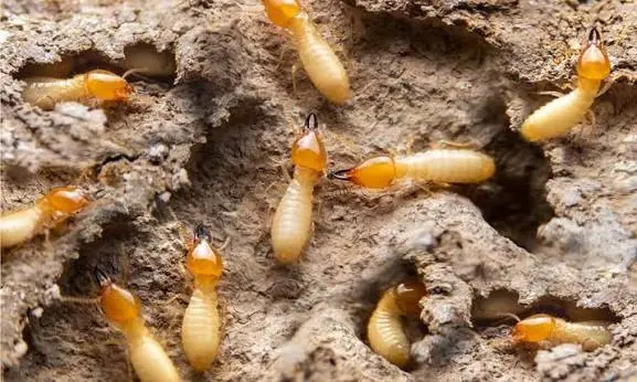 Inspection des dégâts de termites sur une poutre de charpente ancienne en Guadeloupe
